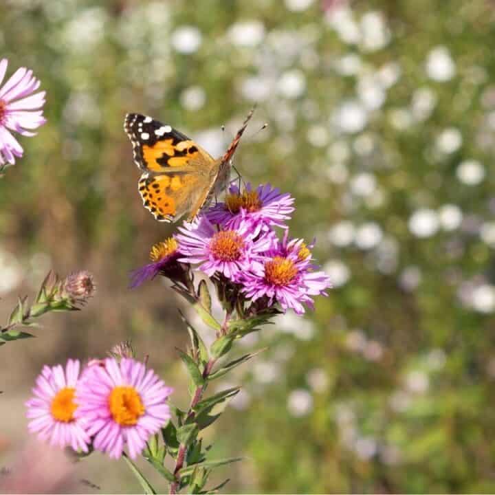 A butterfly with orange and black wings rests on a cluster of pink wildflowers in a sunlit garden.