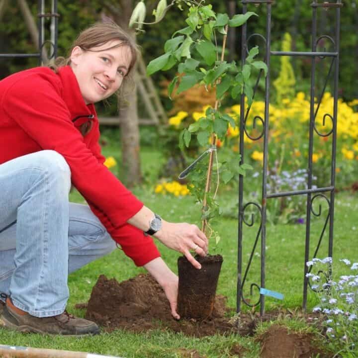 A woman kneels on grass, planting a young shrub in a garden surrounded by flowers and metal trellises.