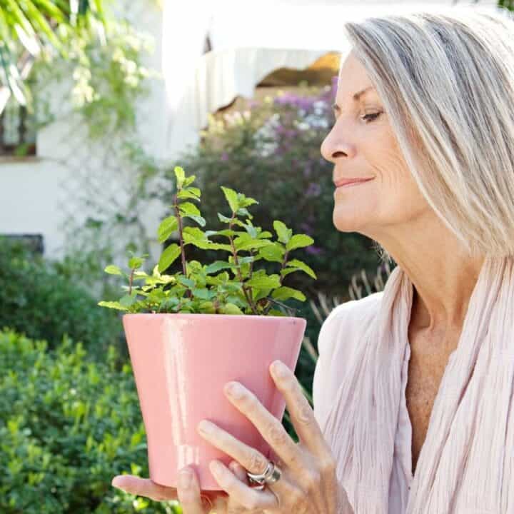 A woman with gray hair holds a pink pot with a green leafy plant, looking at it, outdoors in a garden setting.