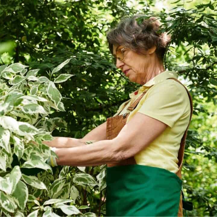 An older woman wearing glasses and a green apron tends to variegated plants in a lush, green garden.