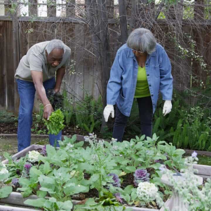Two older adults work in a backyard garden, tending to plants in raised beds near a wooden fence and green foliage.