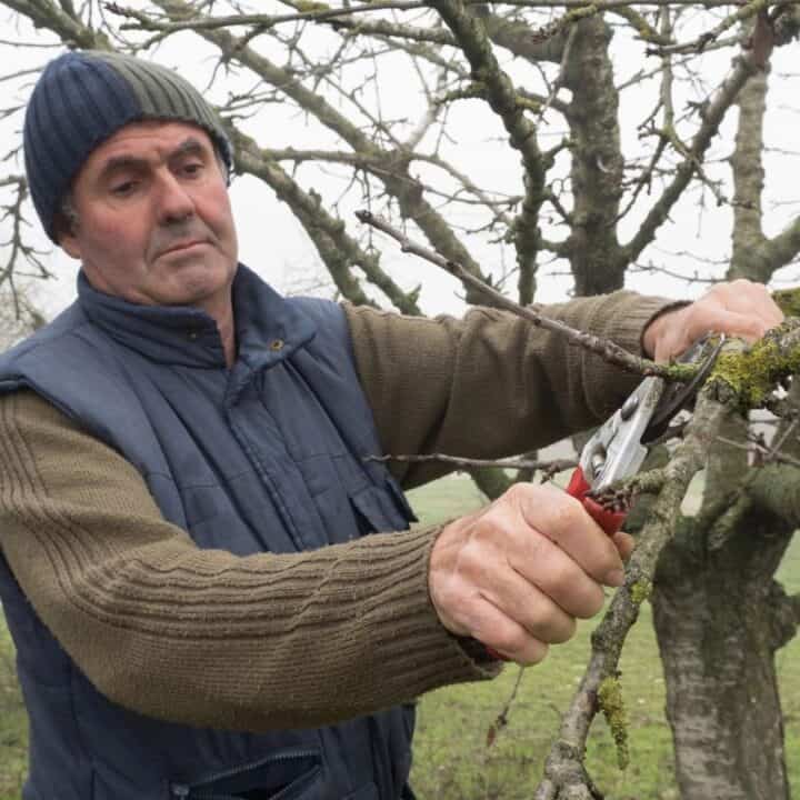 A man wearing a beanie and jacket uses pruning shears to trim branches from a leafless tree in an outdoor setting.