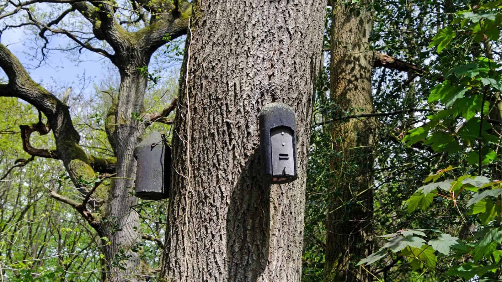 Two black bat boxes are attached to the trunks of trees in a wooded area with green foliage and branches visible in the background.