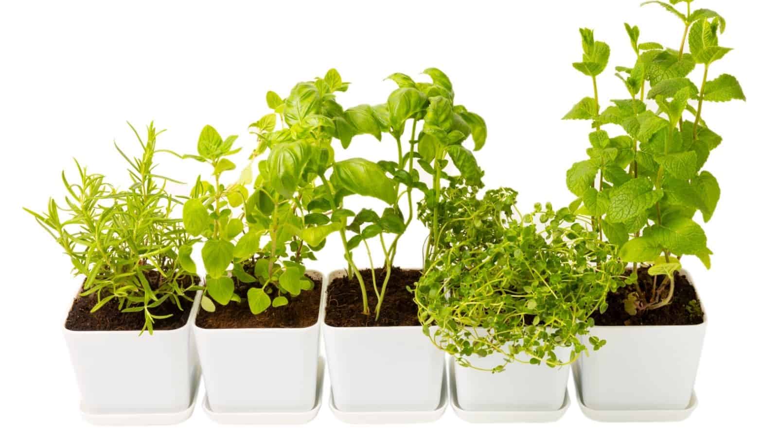 Five small white pots with different green herb plants growing in soil, arranged in a row against a white background.