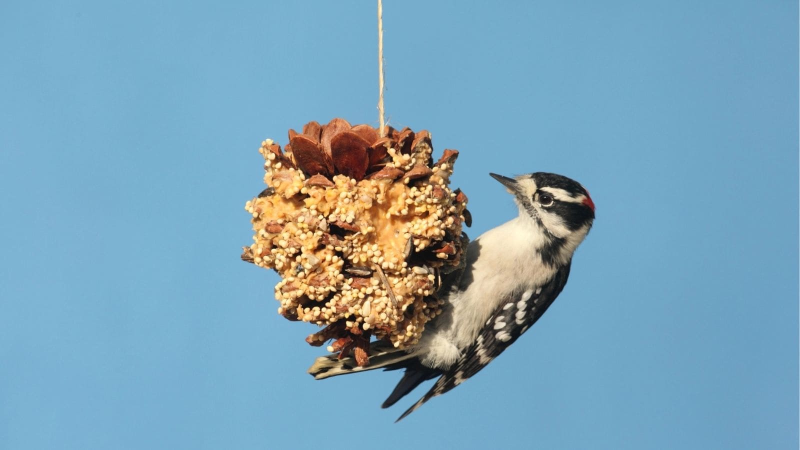 A woodpecker clings to a pine cone coated with seeds and hung by a string against a clear blue sky.