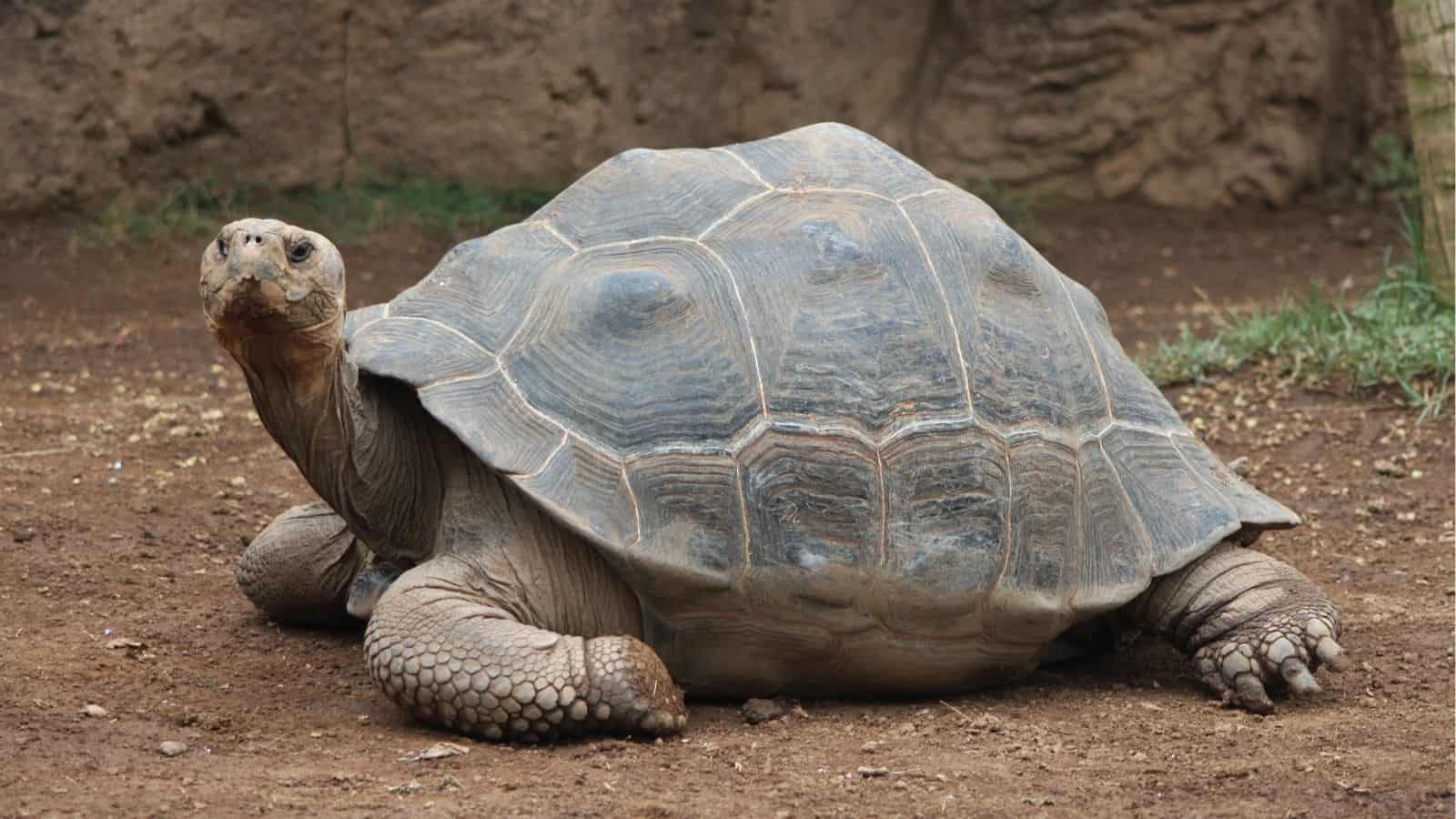 A large tortoise with a domed shell and wrinkled skin sits on brown dirt near a stone wall and some grass.