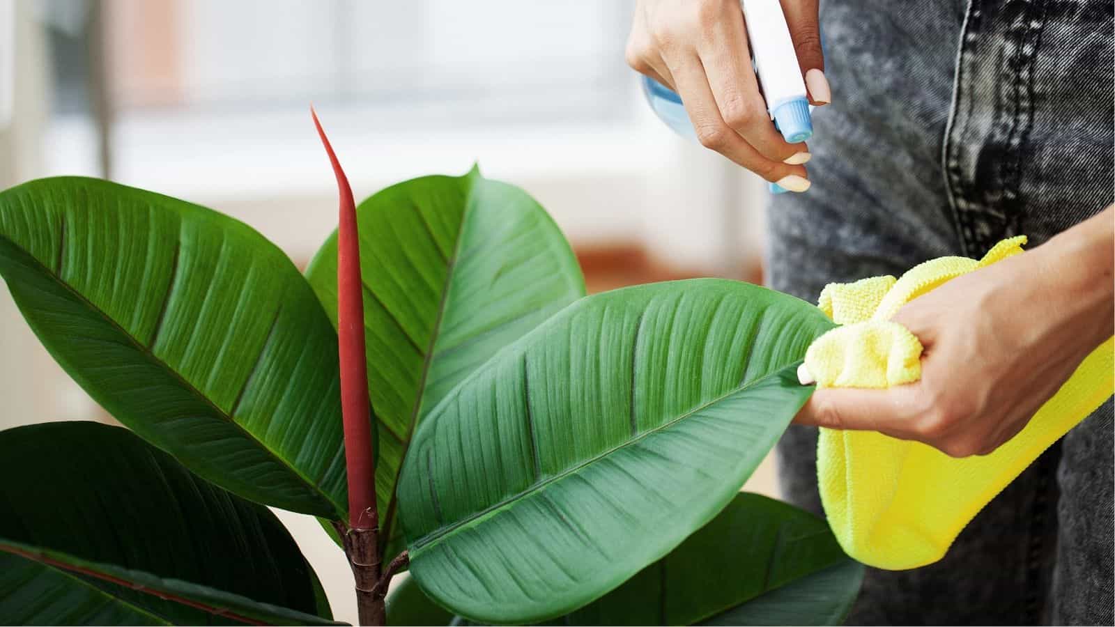A person sprays and wipes the leaves of a houseplant with a yellow cloth, focusing on cleaning and caring for the plant.