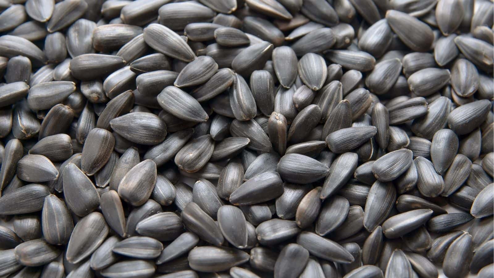 A close-up view of a pile of unshelled sunflower seeds with dark, striped shells.