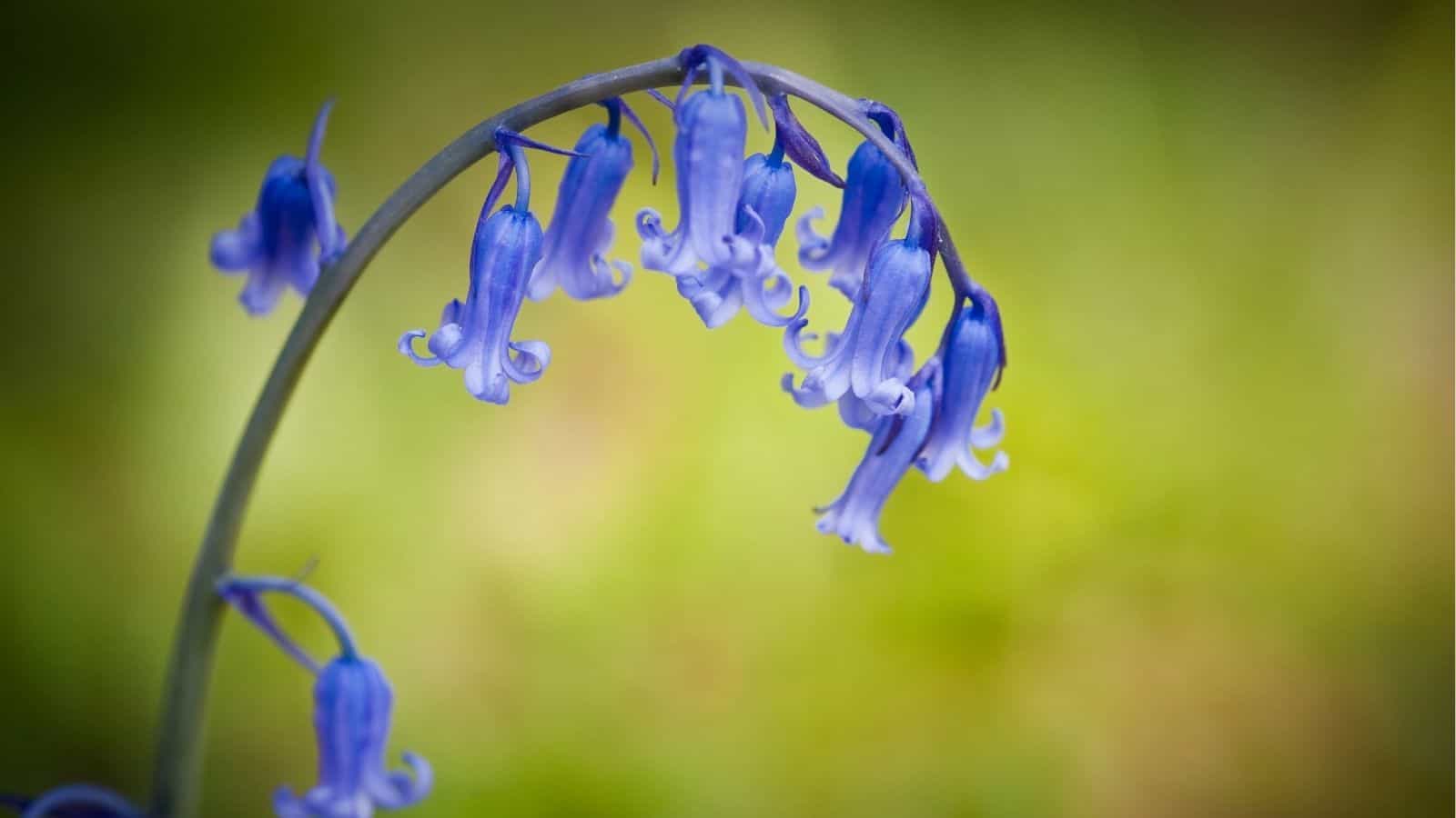 A close-up of a curved stem with several bluebell flowers against a blurred green background.