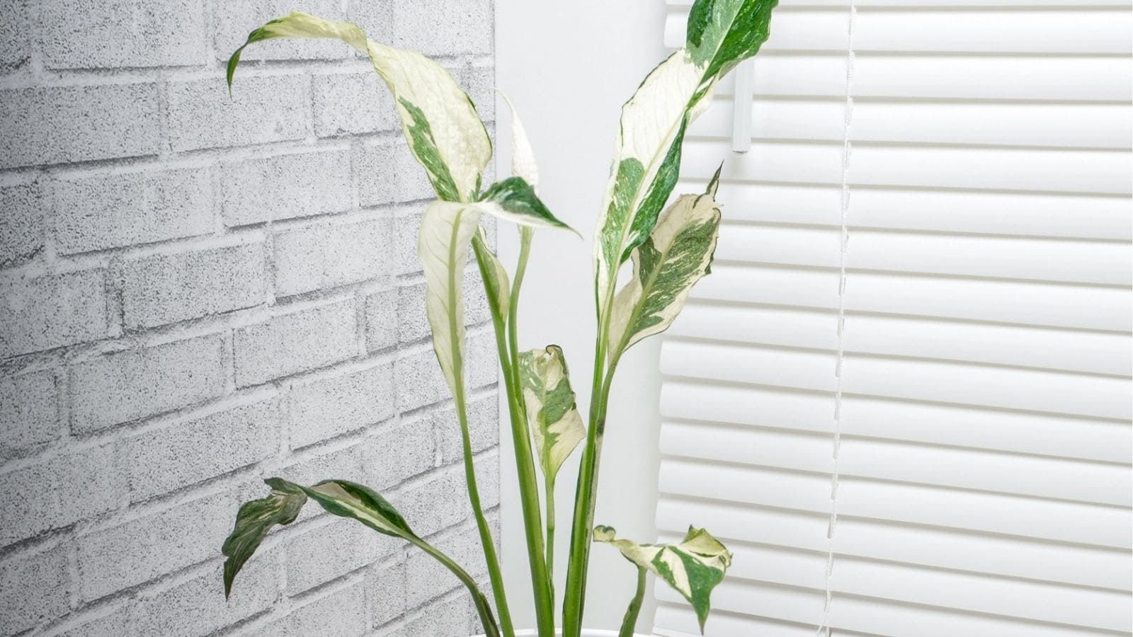 A potted plant with long, variegated green and white leaves sits indoors near a window with closed white blinds and a gray brick wall.