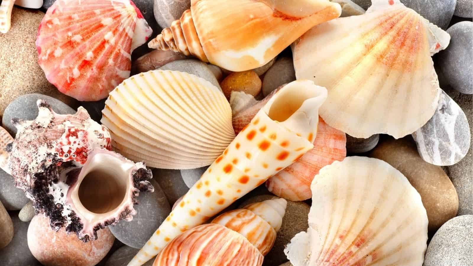 A variety of seashells and smooth stones are scattered on sand, showcasing different shapes, sizes, and colors.