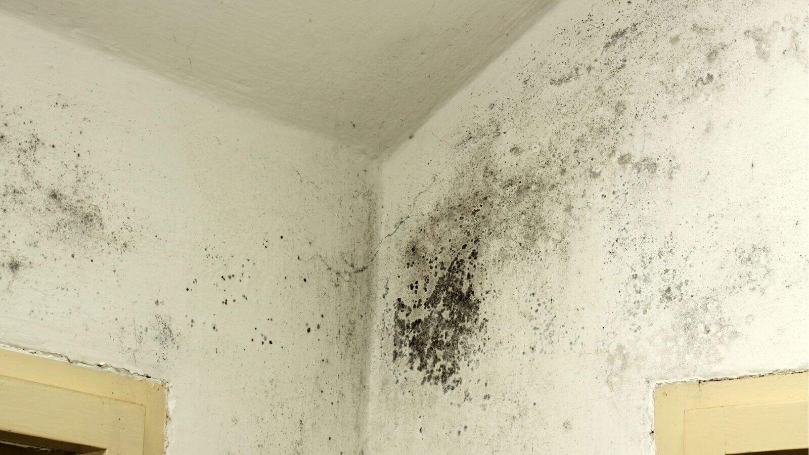 Mold growth on the upper corner of a white wall near the ceiling, showing black and dark spots spreading across the surface.
