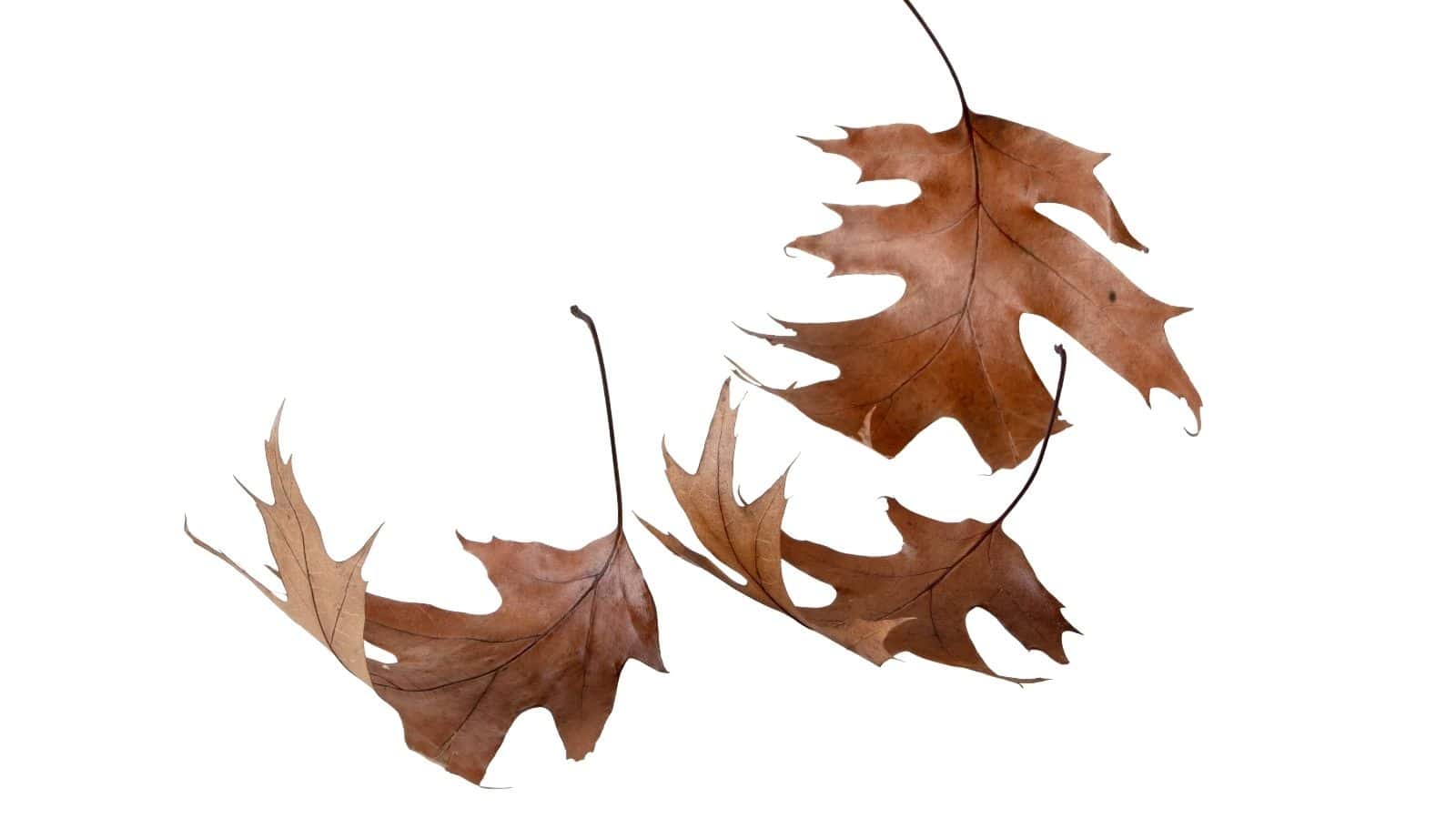 Three dry, brown oak leaves with jagged edges are isolated on a white background.