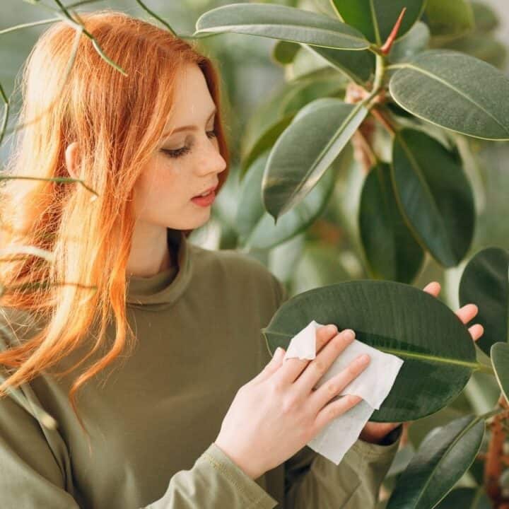 A woman with long red hair wipes a large green leaf with a cloth while standing among indoor plants.