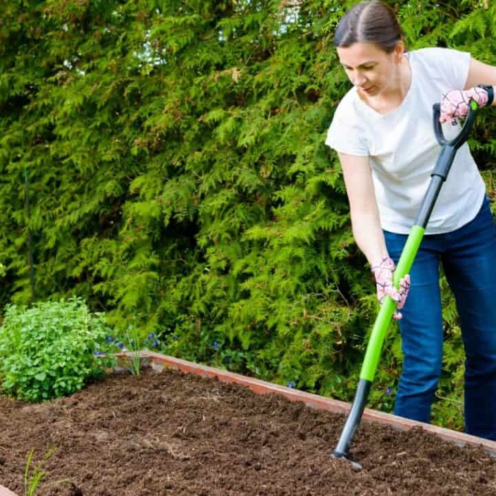 A woman uses a garden hoe to prepare soil in a raised garden bed, with green shrubs in the background.