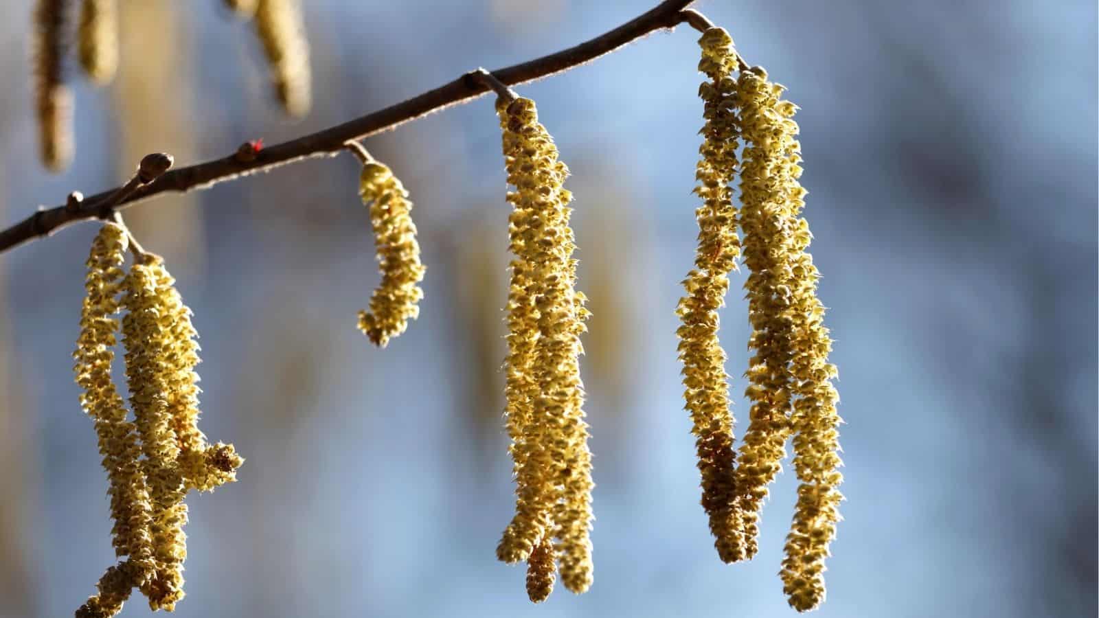 Close-up of yellow catkins hanging from a tree branch against a blurred blue and white background.