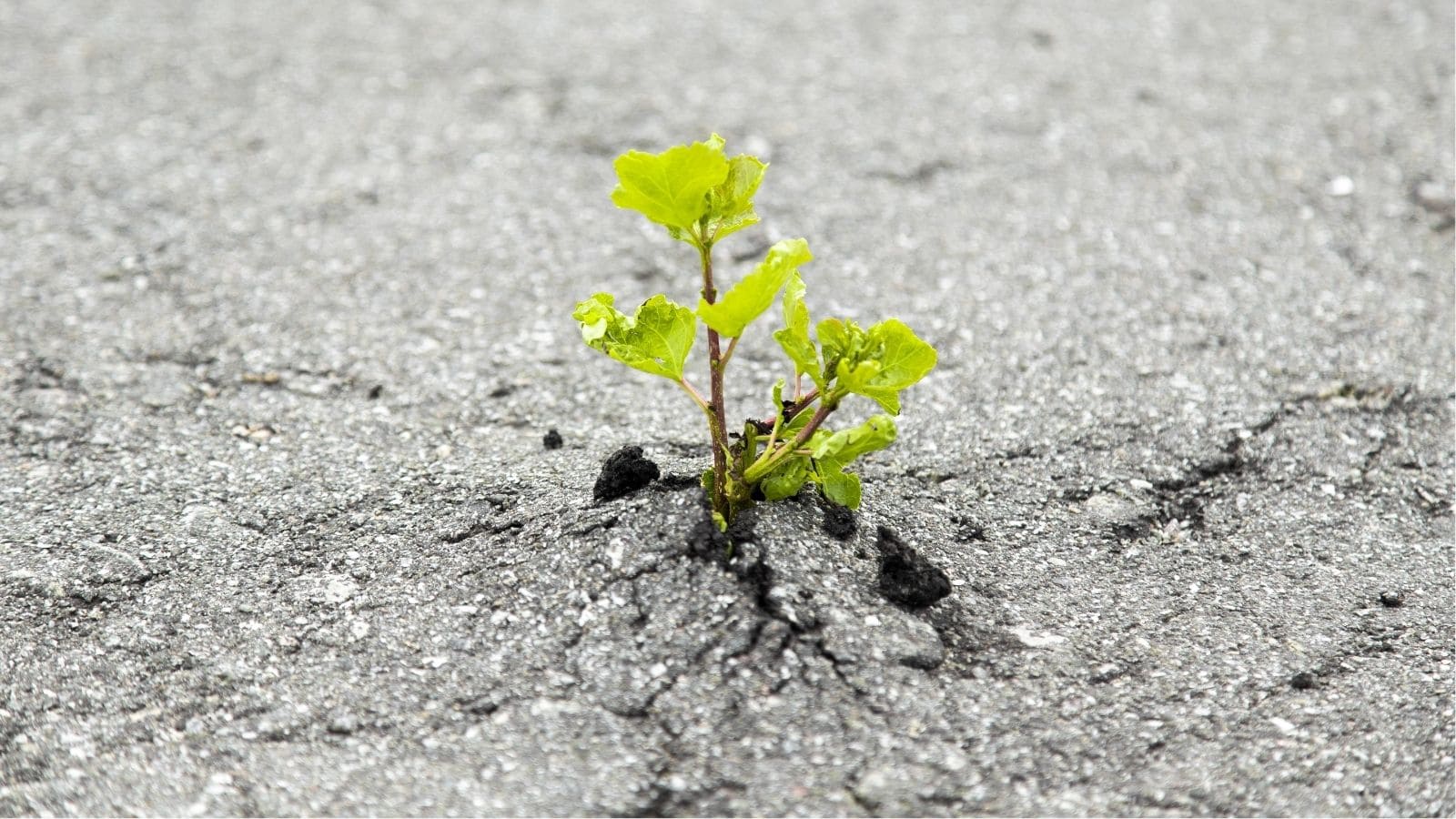 A small green plant growing through a crack in a gray asphalt surface.
