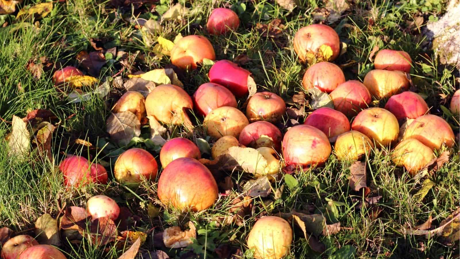 A group of red and yellow apples lying on grass and scattered autumn leaves outdoors.
