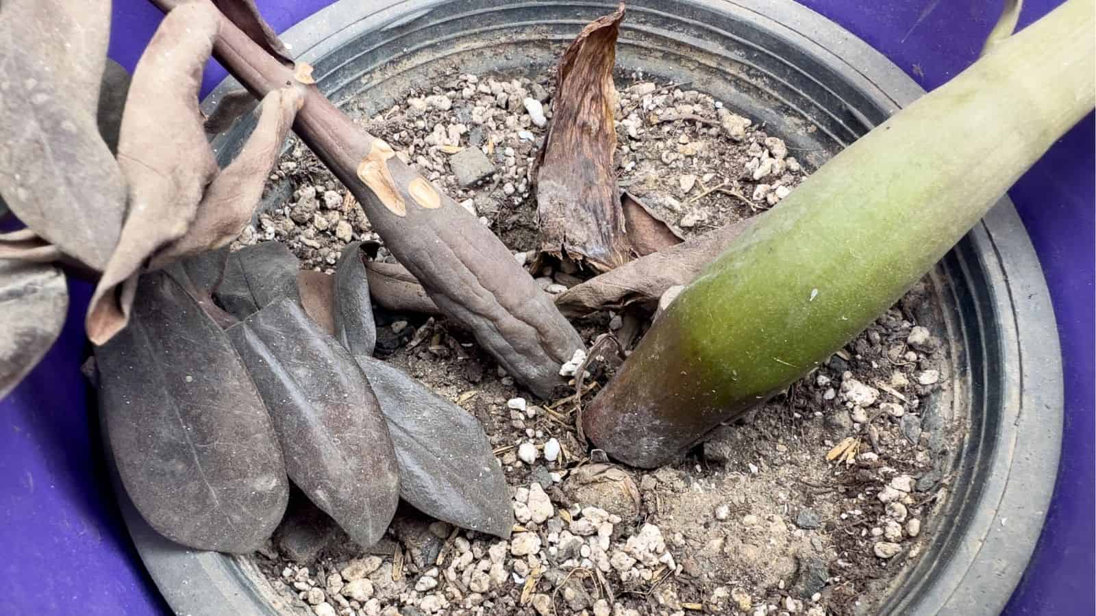 A close-up of a potted plant with dried, brown leaves and a green stem, showing signs of poor health in dry soil.