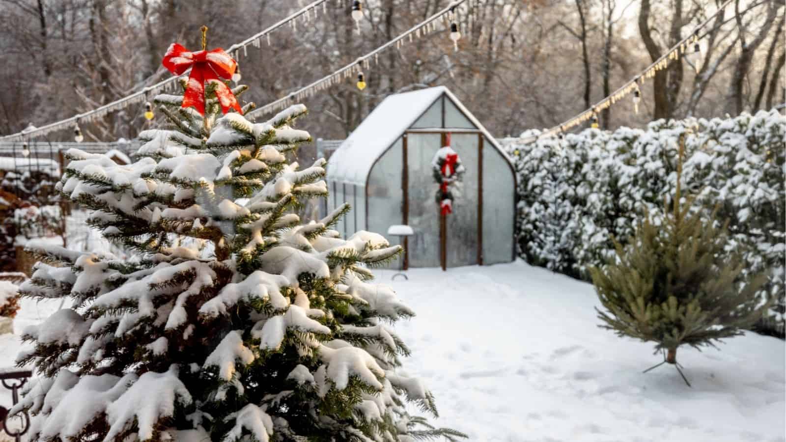 A snow-covered backyard with a decorated Christmas tree and greenhouse, both adorned with red bows and wreaths, surrounded by trees and string lights.