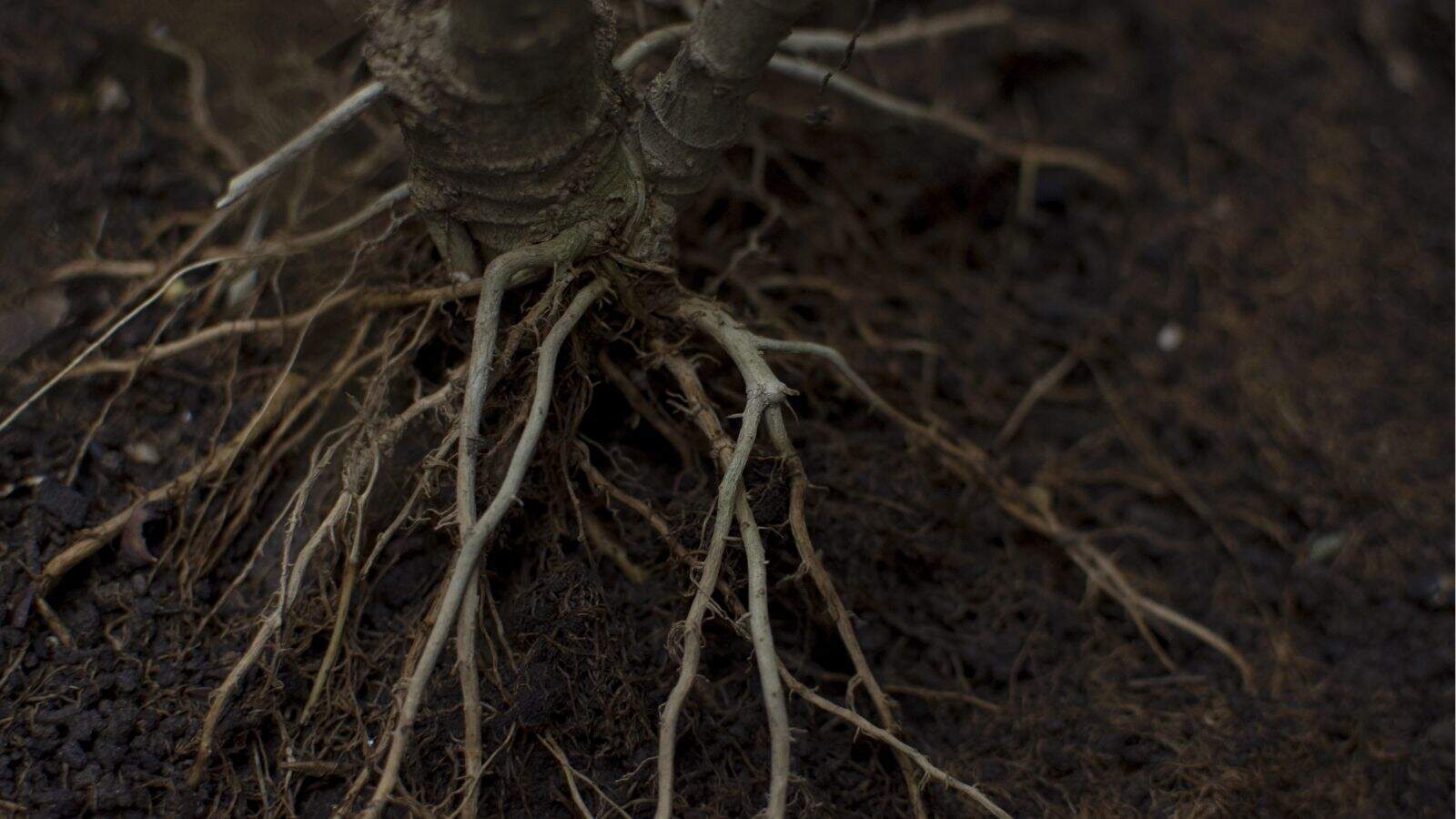 Close-up of a tree trunk showing exposed roots spreading out into dark soil.