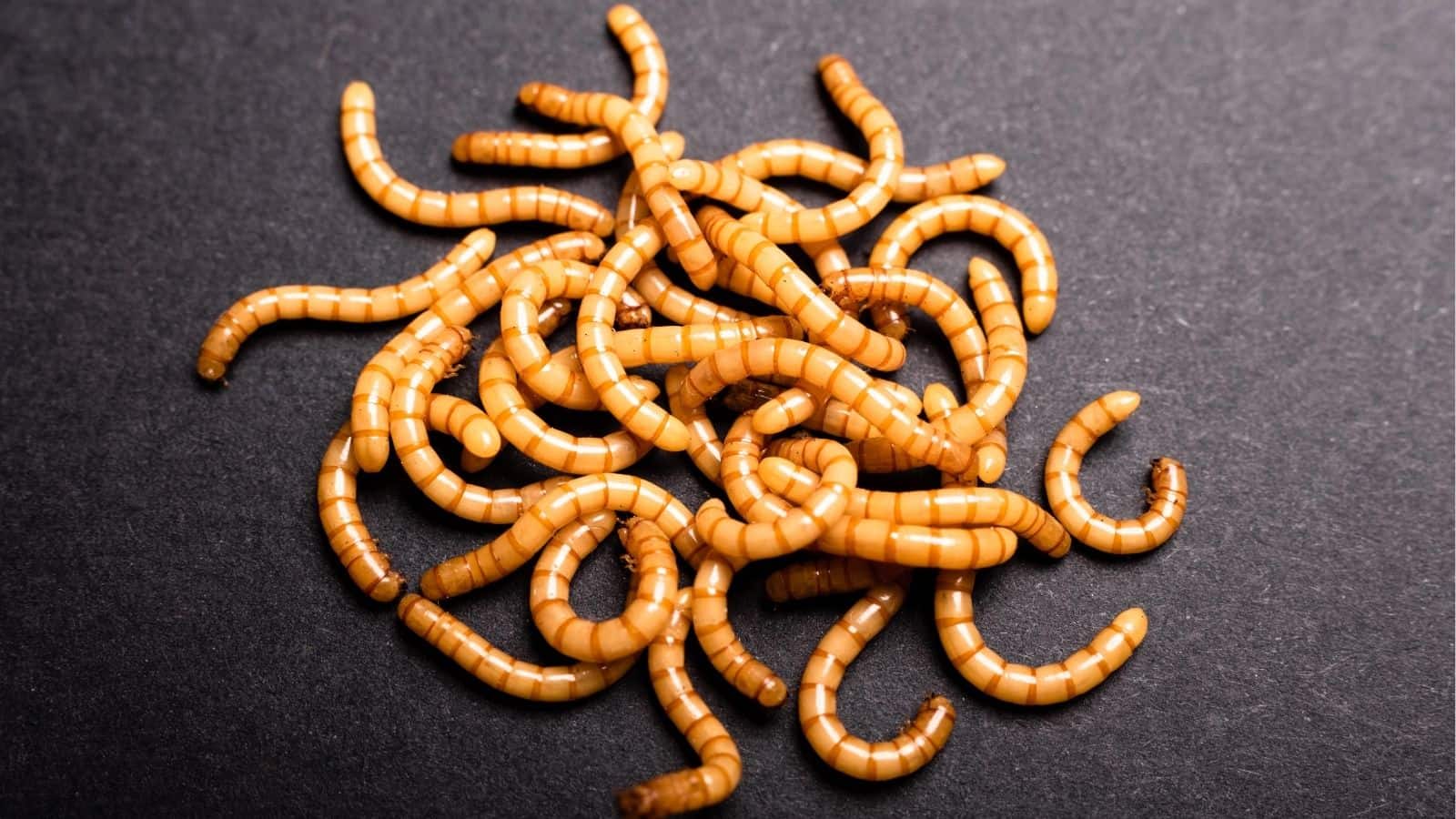 A group of yellow mealworms is scattered on a dark surface.