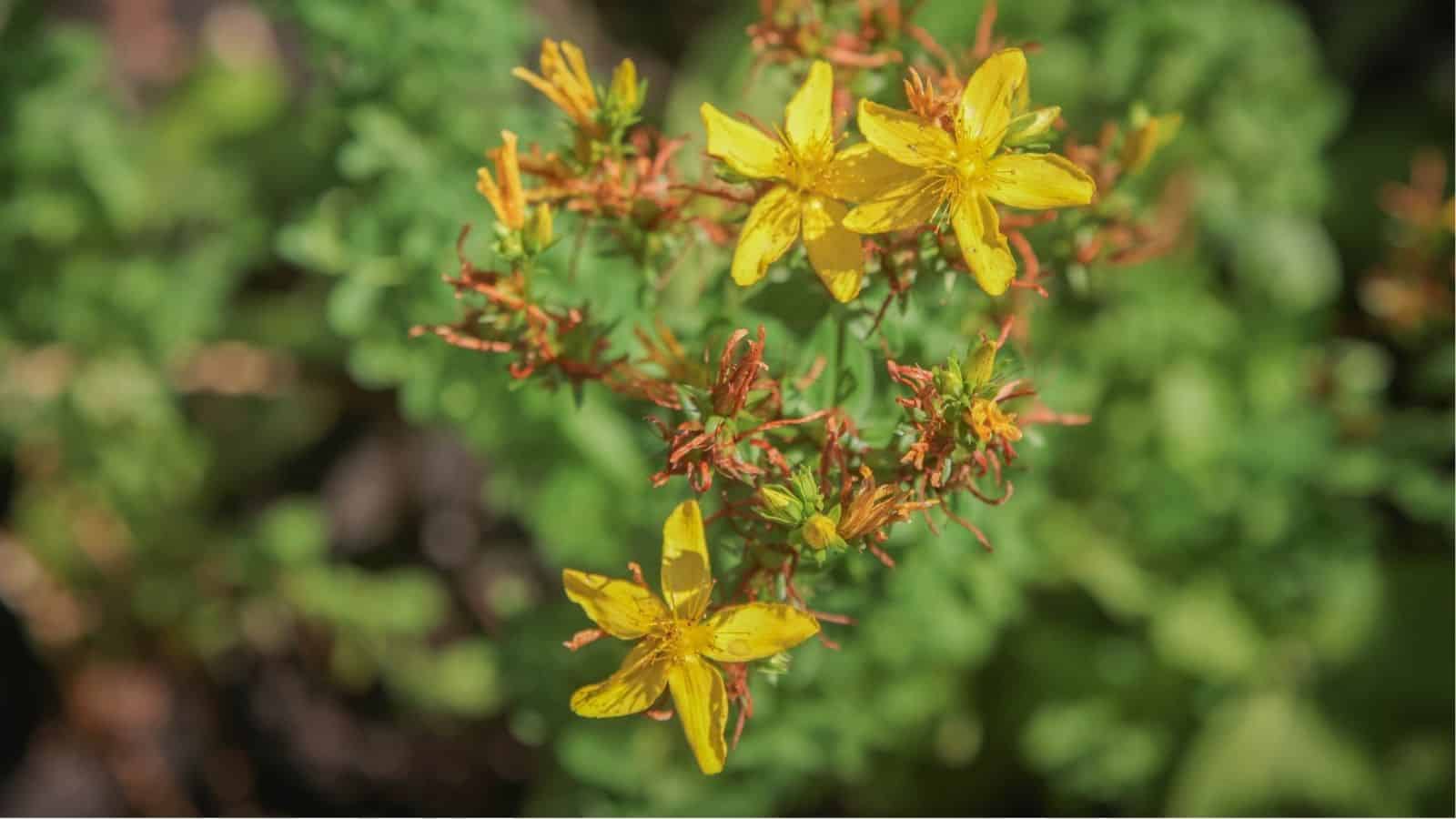 Cluster of small yellow flowers with green foliage in the background, photographed in natural sunlight.