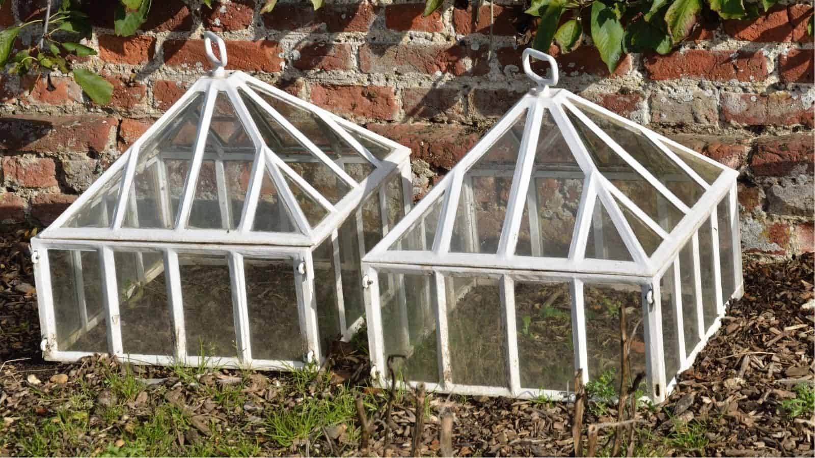 Two white-framed glass cloches with pyramid-shaped tops sit on soil in front of a brick wall with some leafy vines.
