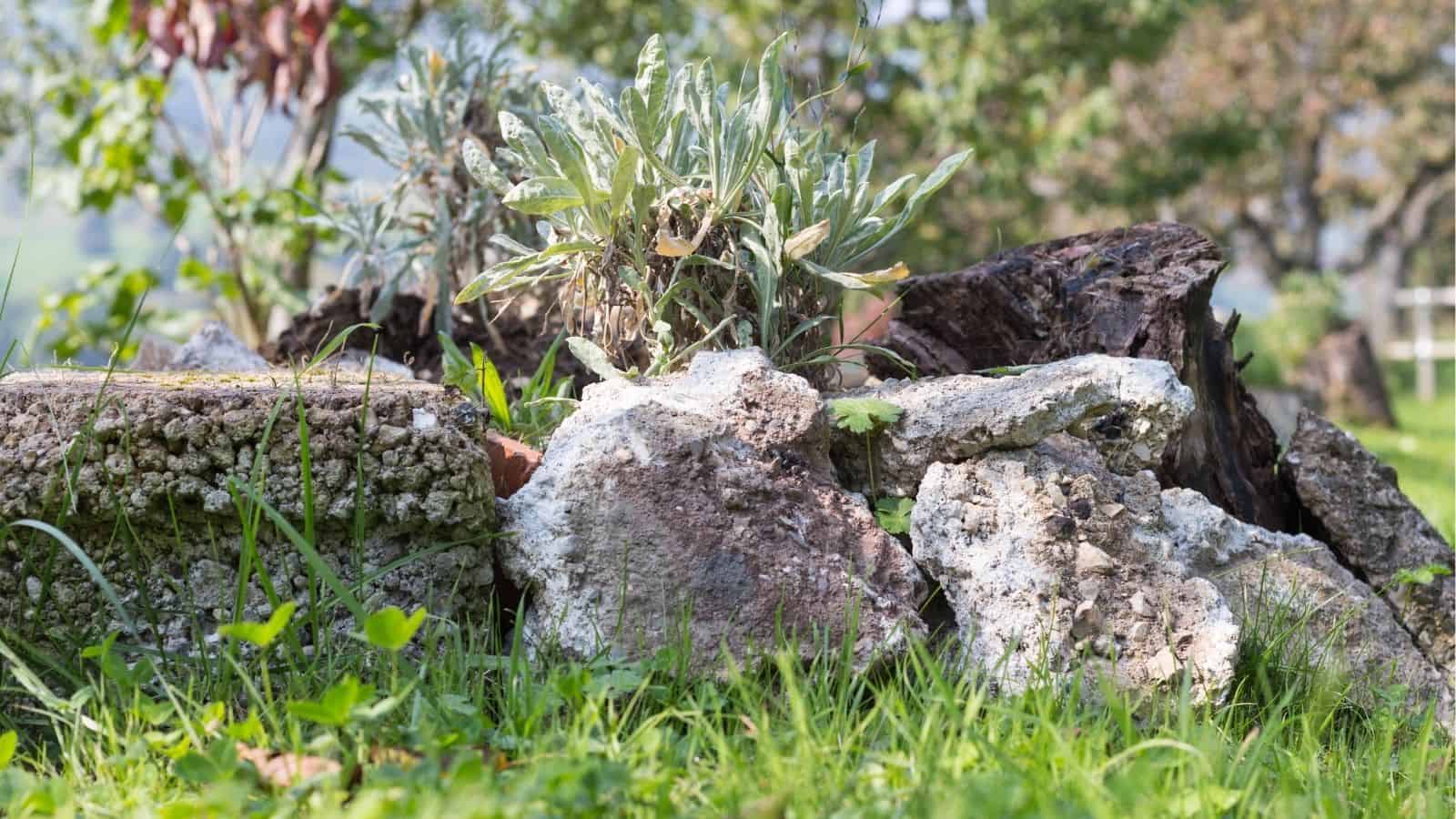 Several large, irregularly shaped rocks with white patches are arranged on grass, with green leafy plants and tree trunks in the background.