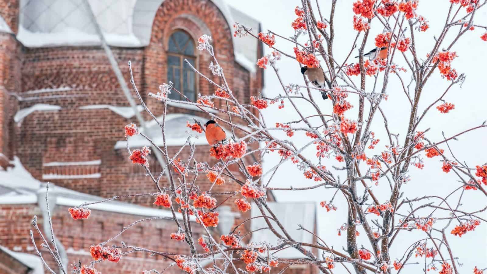 Frost-covered branches with red berries and two birds in front of a snow-dusted brick building with arched windows.