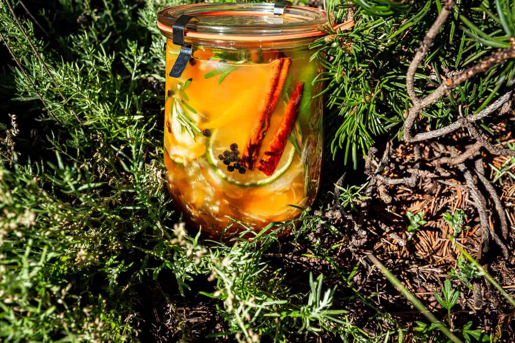 A glass jar of fire cider filled with liquid, lime slices, cinnamon sticks, and peppercorns, nestled among evergreen branches.